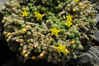 Sedum humifusum